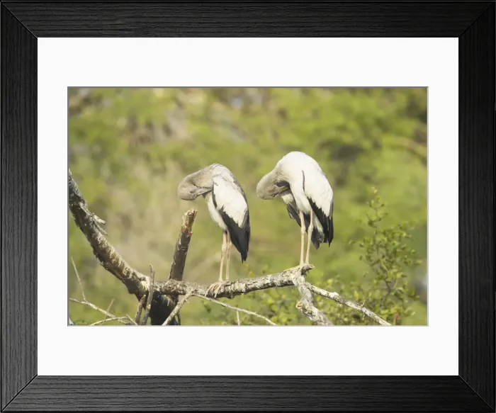 Framed Print : Picture No. 10883819 Framed Print : Picture No. 10883819