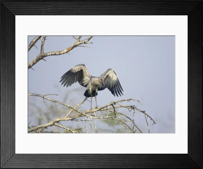 Framed Print : Picture No. 10883820 Framed Print : Picture No. 10883820