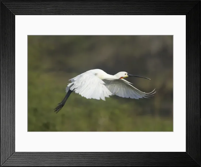 Framed Print : Picture No. 10883818 Framed Print : Picture No. 10883818