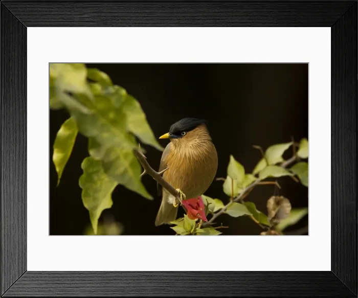 Framed Print : Picture No. 10883812 Framed Print : Picture No. 10883812