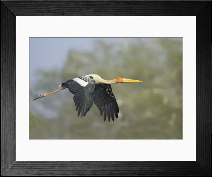 Framed Print : Picture No. 10883822 Framed Print : Picture No. 10883822