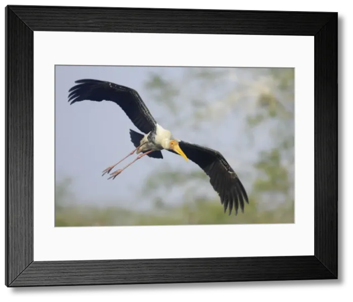 Framed Print : Picture No. 10883823