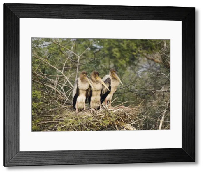 Framed Print : Picture No. 10883827 Framed Print : Picture No. 10883827