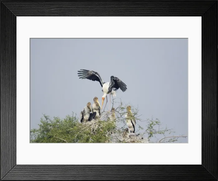 Framed Print : Picture No. 10883828 Framed Print : Picture No. 10883828