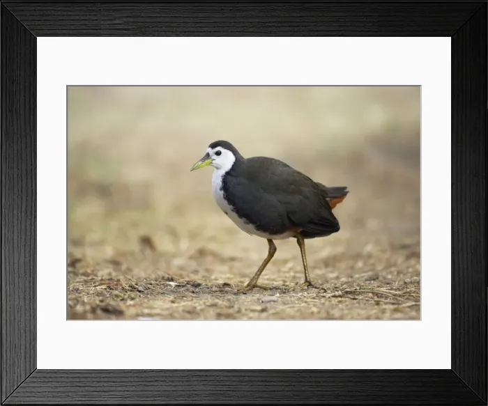 Framed Print : Picture No. 10883830 Framed Print : Picture No. 10883830