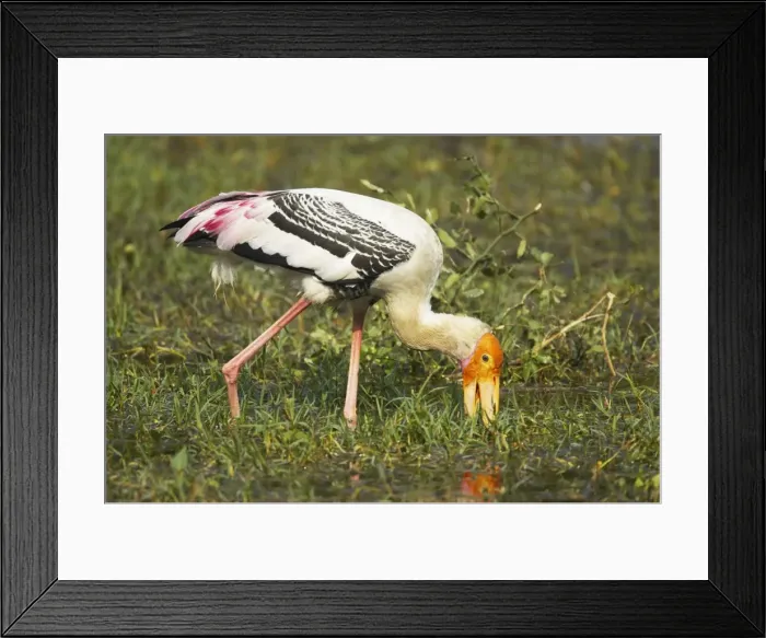 Framed Print : Picture No. 10883826 Framed Print : Picture No. 10883826