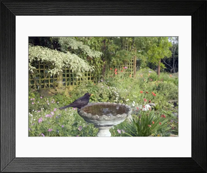 Framed Print : Picture No. 10883833