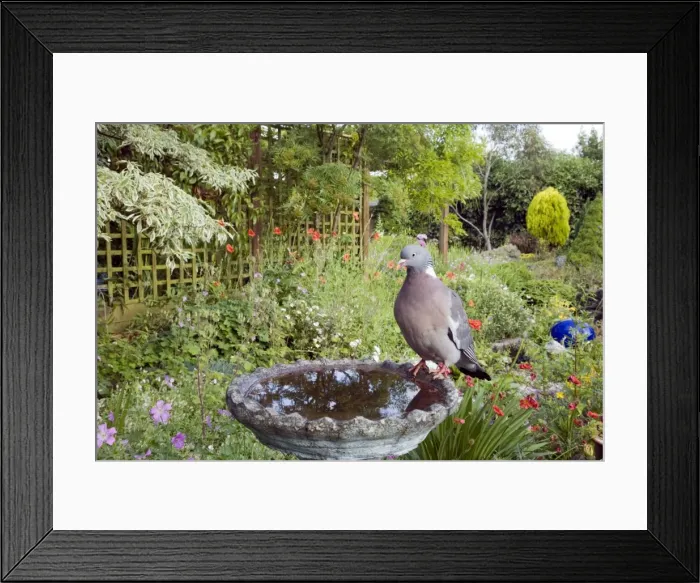 Framed Print : Picture No. 10883835 Framed Print : Picture No. 10883835