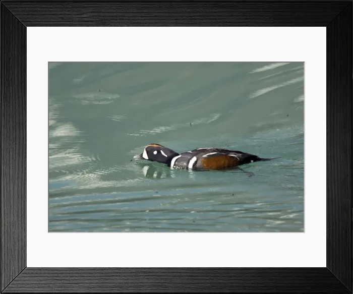 Framed Print : Picture No. 10883837 Framed Print : Picture No. 10883837