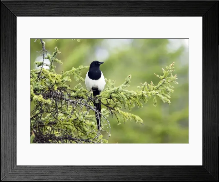 Framed Print : Picture No. 10883836 Framed Print : Picture No. 10883836