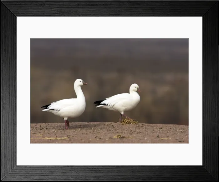 Framed Print : Picture No. 10883838 Framed Print : Picture No. 10883838