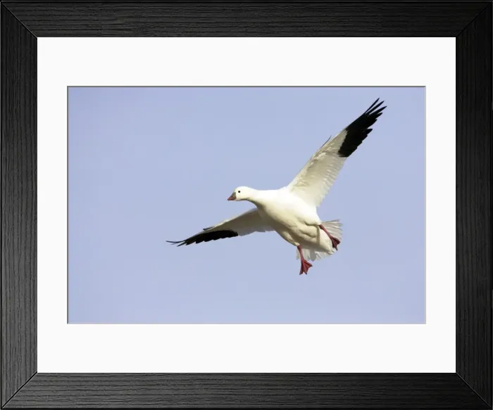 Framed Print : Picture No. 10883839 Framed Print : Picture No. 10883839