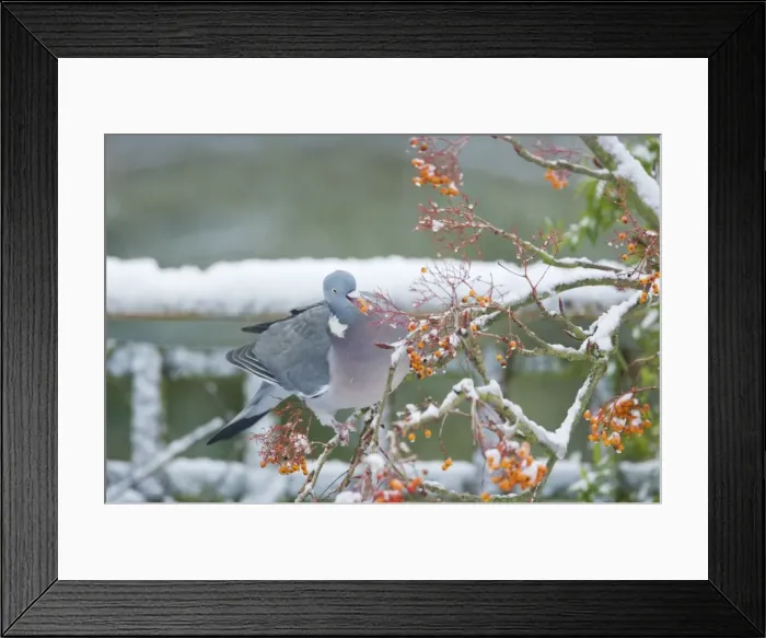 Framed Print : Picture No. 10883831 Framed Print : Picture No. 10883831