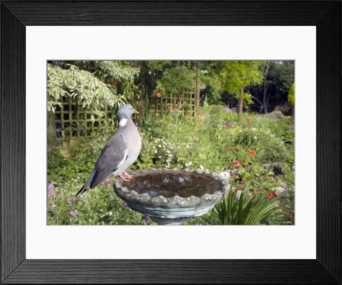 Framed Print : Picture No. 10883834 Framed Print : Picture No. 10883834