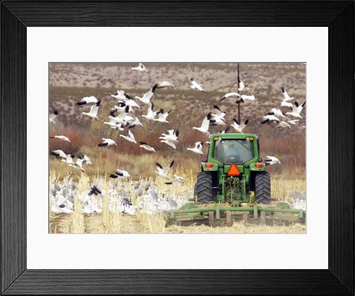 Framed Print : Picture No. 10883840 Framed Print : Picture No. 10883840