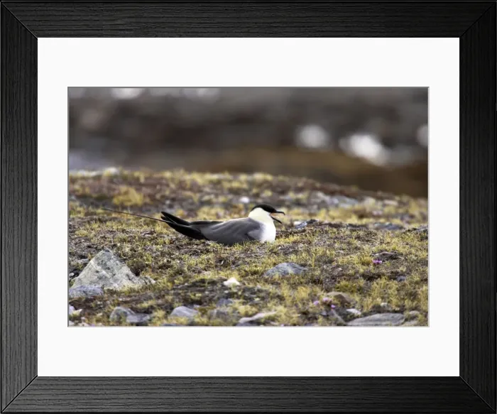 Framed Print : Picture No. 10883845 Framed Print : Picture No. 10883845