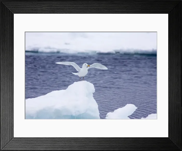 Framed Print : Picture No. 10883844 Framed Print : Picture No. 10883844