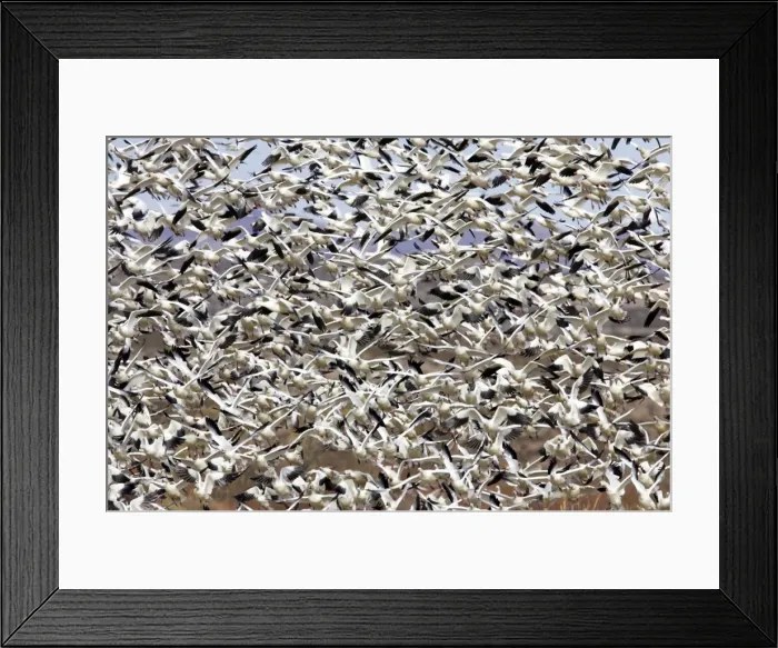 Framed Print : Picture No. 10883842 Framed Print : Picture No. 10883842