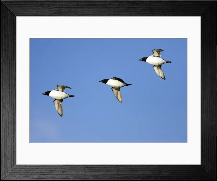 Framed Print : Picture No. 10883848 Framed Print : Picture No. 10883848