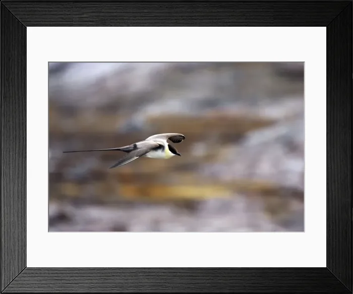 Framed Print : Picture No. 10883846 Framed Print : Picture No. 10883846