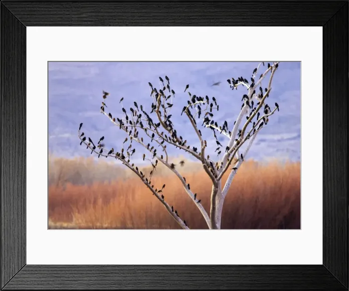 Framed Print : Picture No. 10883843 Framed Print : Picture No. 10883843