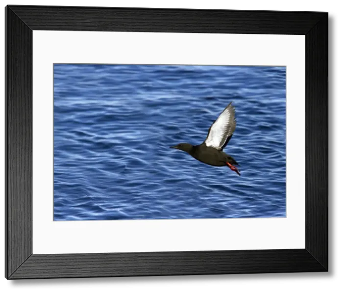 Framed Print : Picture No. 10883849 Framed Print : Picture No. 10883849
