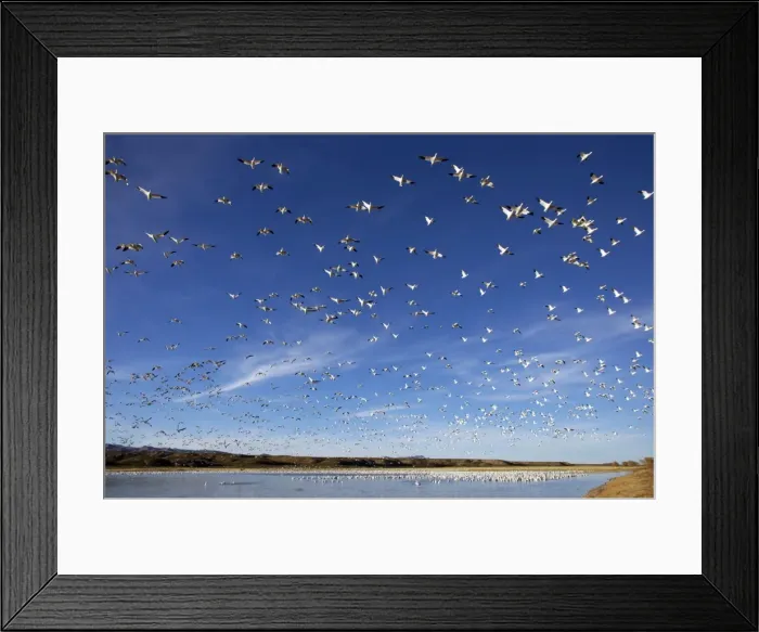 Framed Print : Picture No. 10883841 Framed Print : Picture No. 10883841