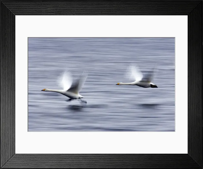 Framed Print : Picture No. 10883857 Framed Print : Picture No. 10883857