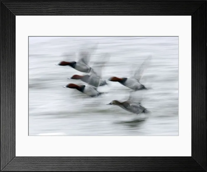 Framed Print : Picture No. 10883858 Framed Print : Picture No. 10883858