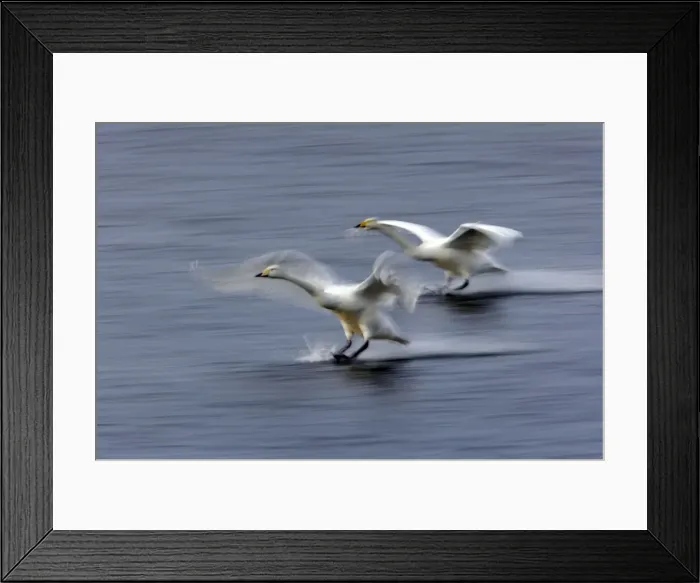 Framed Print : Picture No. 10883854 Framed Print : Picture No. 10883854