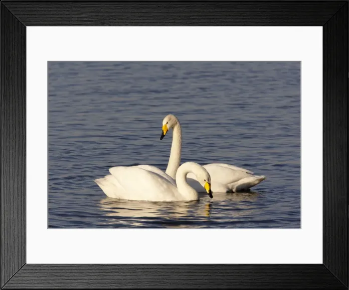 Framed Print : Picture No. 10883860 Framed Print : Picture No. 10883860