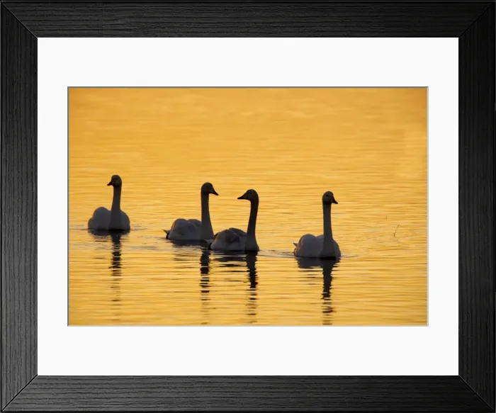 Framed Print : Picture No. 10883862 Framed Print : Picture No. 10883862