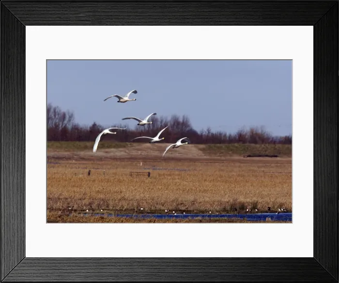 Framed Print : Picture No. 10883855