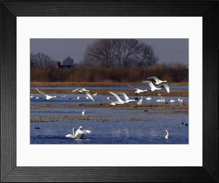 Framed Print : Picture No. 10883861 Framed Print : Picture No. 10883861