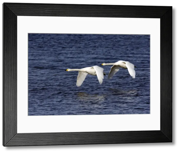 Framed Print : Picture No. 10883856 Framed Print : Picture No. 10883856