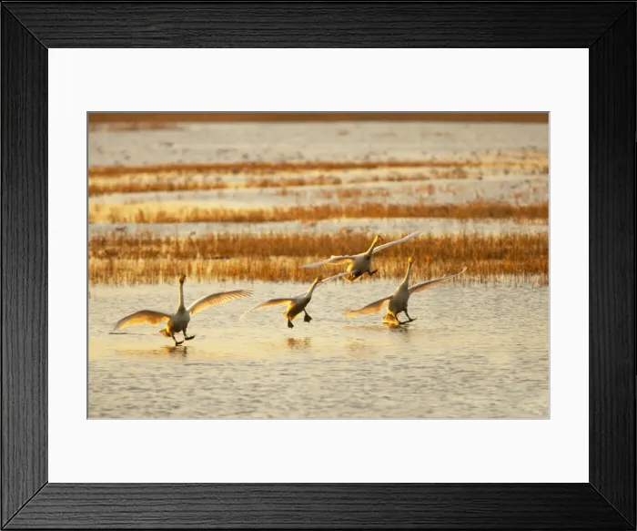 Framed Print : Picture No. 10883863 Framed Print : Picture No. 10883863