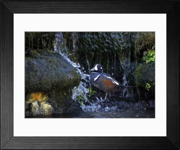 Framed Print : Picture No. 10883864 Framed Print : Picture No. 10883864