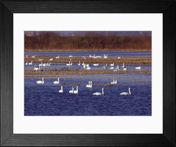 Framed Print : Picture No. 10883859 Framed Print : Picture No. 10883859