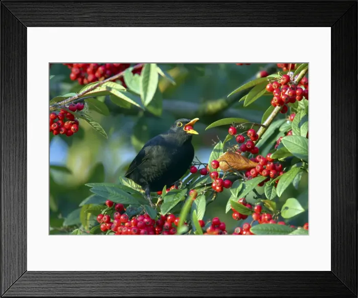 Framed Print : Picture No. 10883867 Framed Print : Picture No. 10883867