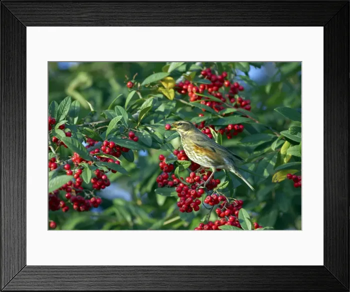 Framed Print : Picture No. 10883868 Framed Print : Picture No. 10883868