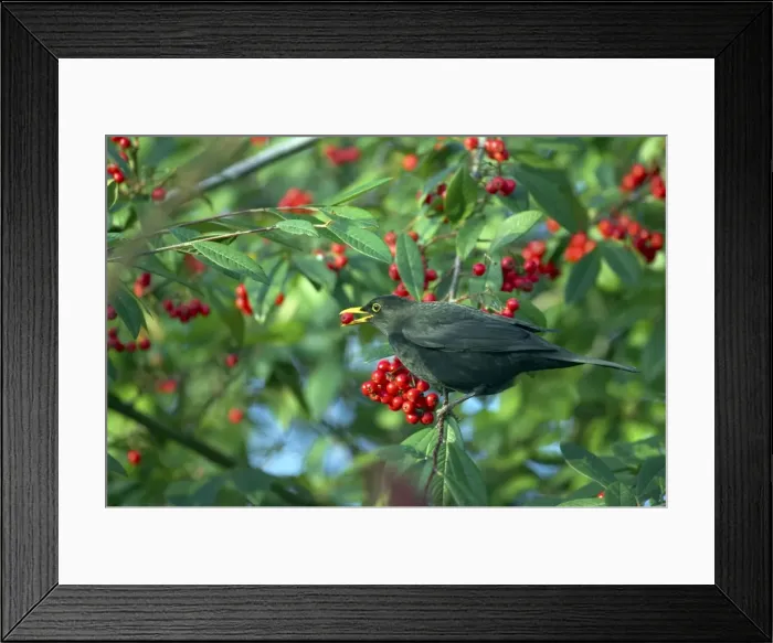 Framed Print : Picture No. 10883866 Framed Print : Picture No. 10883866