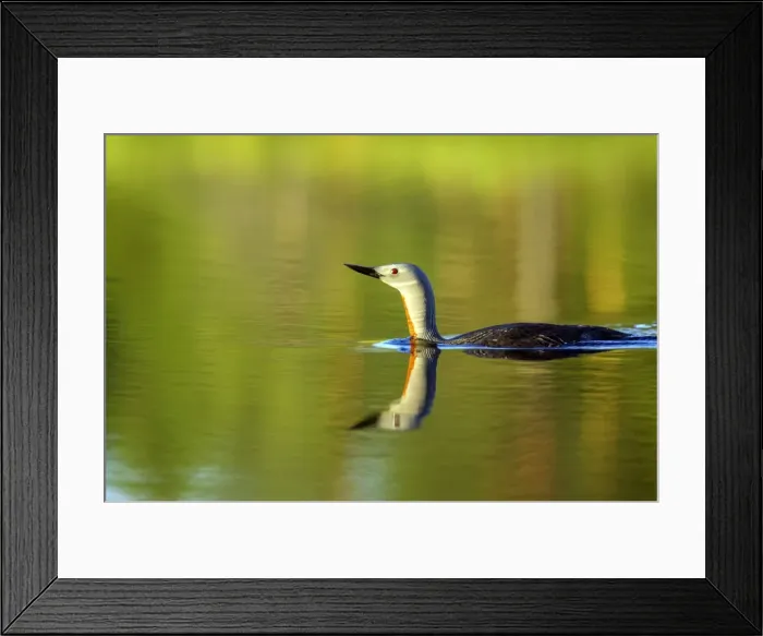 Framed Print : Picture No. 10883871 Framed Print : Picture No. 10883871