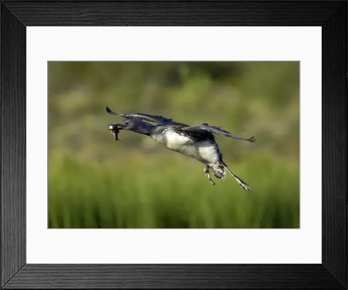 Framed Print : Picture No. 10883870 Framed Print : Picture No. 10883870