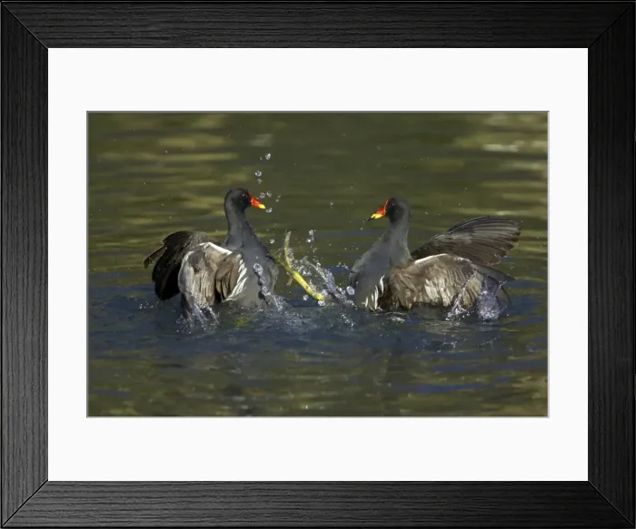 Framed Print : Picture No. 10883865 Framed Print : Picture No. 10883865