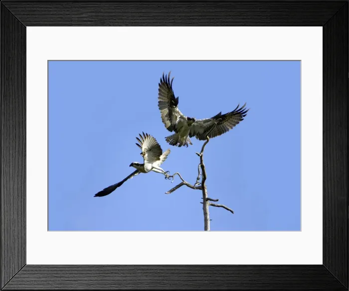 Framed Print : Picture No. 10883873 Framed Print : Picture No. 10883873