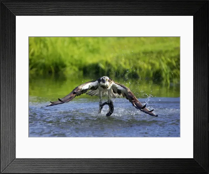 Framed Print : Picture No. 10883874 Framed Print : Picture No. 10883874