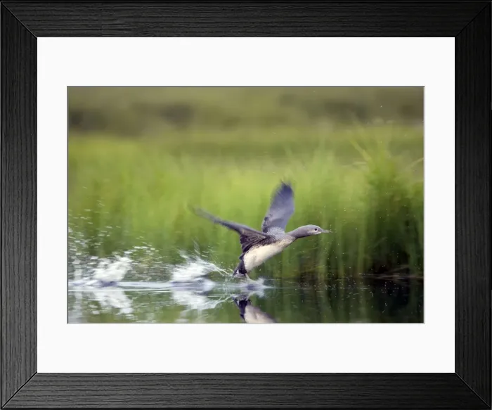 Framed Print : Picture No. 10883872 Framed Print : Picture No. 10883872