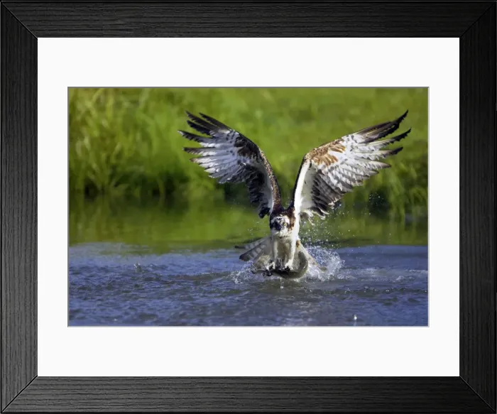Framed Print : Picture No. 10883875 Framed Print : Picture No. 10883875