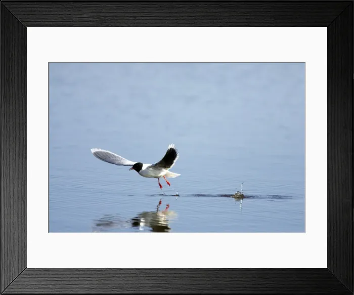 Framed Print : Picture No. 10883881 Framed Print : Picture No. 10883881