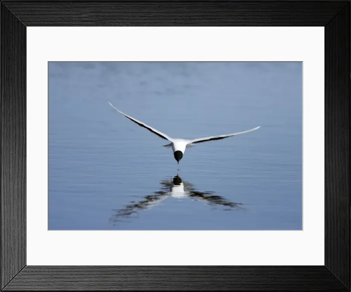 Framed Print : Picture No. 10883882 Framed Print : Picture No. 10883882